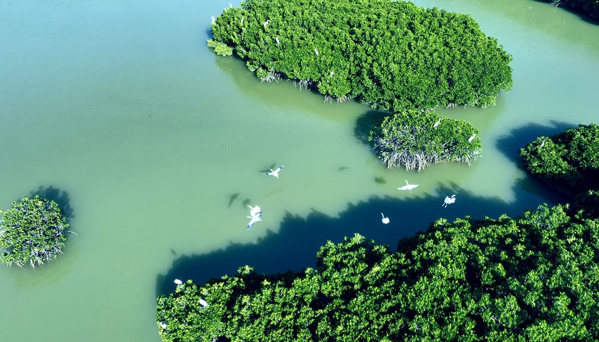 鳥瞰湛江金牛島紅樹林。來源：受訪方提供