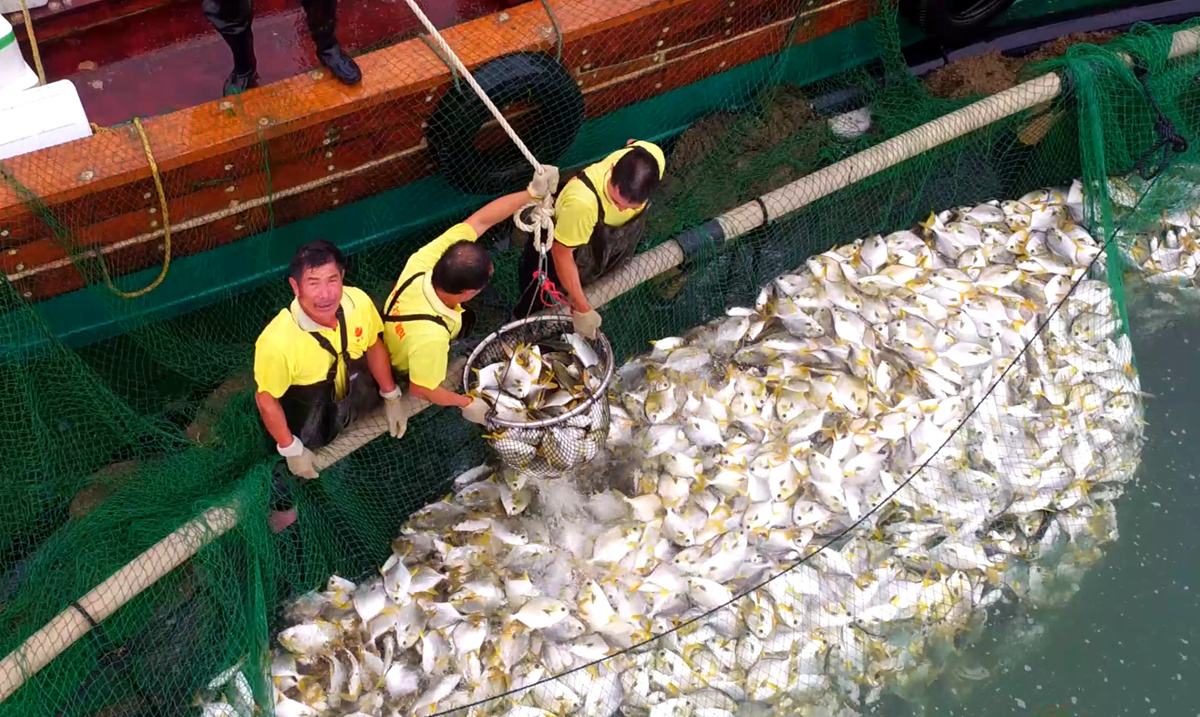 湛江恆興集團海上牧場正在收獲金鯧魚。來源：受訪方提供