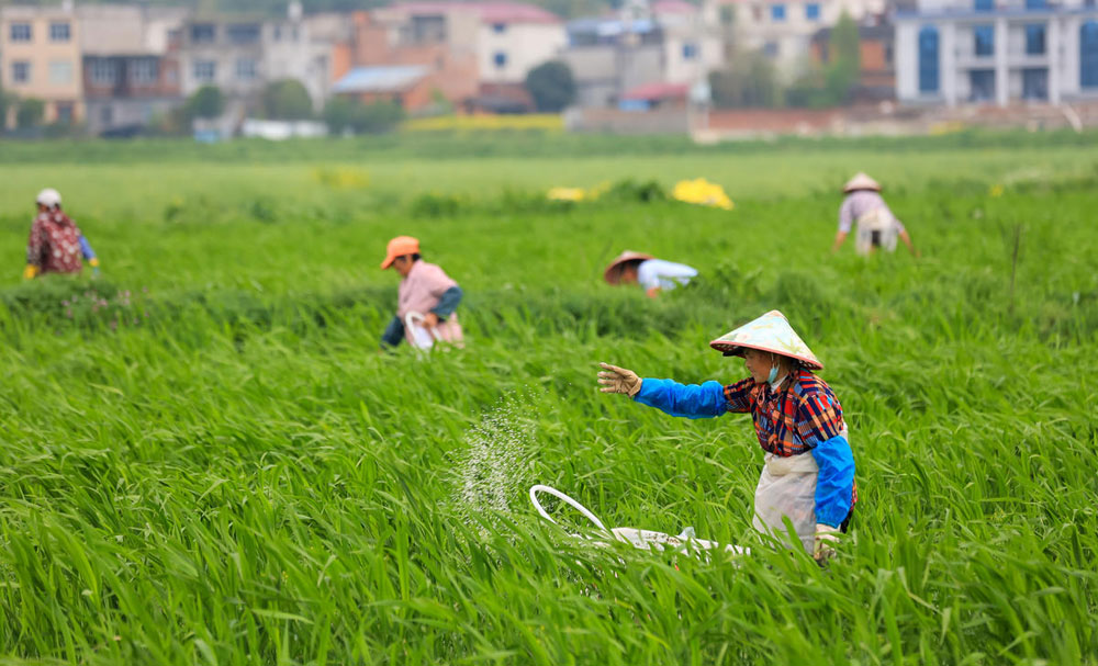 清明时节，在江西省瑞昌市范镇东山村农业基地，村民在茭白种植基地施肥。魏东升 摄