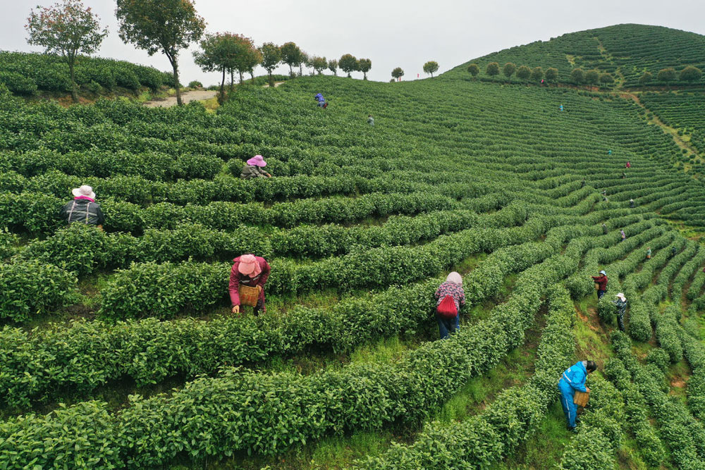 ����ǰϦ���㽭ʡ��������������ũæ�Ų�ժ���裬����ͷһ��æµ���󡣺�ΰ����