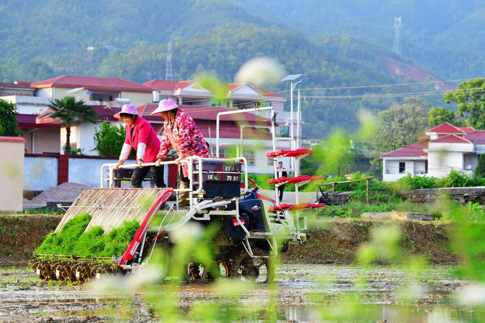 4月13日，江西省赣州市于都县三门村，职业农机手驾驶农机进行机械化插秧。朱海鹏摄