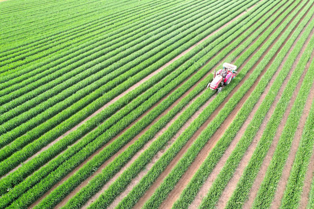 4月12日，在安徽省亳州市芦庙镇，农民驾驶农机为辣椒移栽提前做准备。王书锋摄