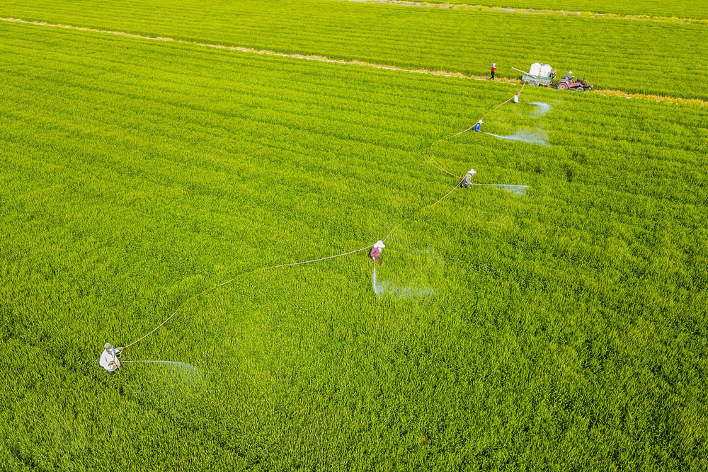 4月12日，在安徽省合肥市庐江县的高标准农田里，村民趁晴好天气管护小麦。李红兵摄