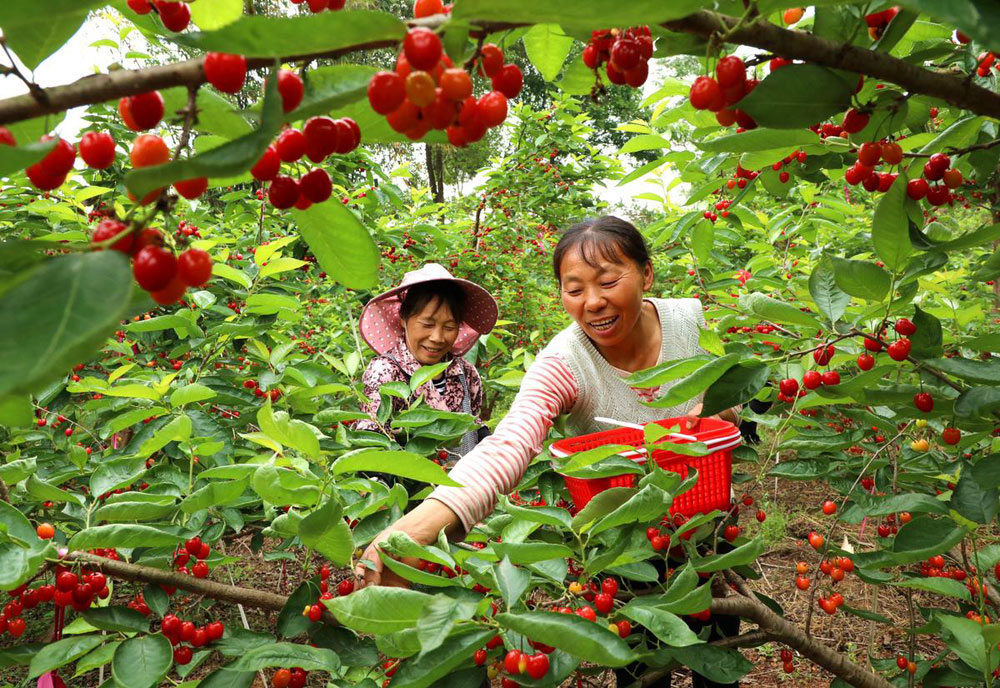 当前，四川省眉山市仁寿县的樱桃迎来成熟季。连日来，果农忙着采收、销售樱桃。潘帅摄