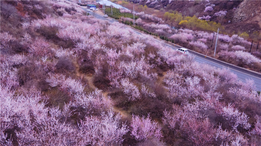 寶中線平涼至崇信間銅城峽口大片山桃花朵朵盛開。徐凌波攝