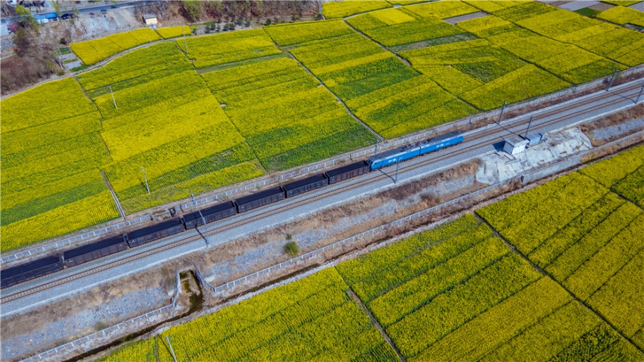 蘭渝鐵路沿線油菜花競相開放，列車穿過花海駛向春天深處。徐凌波攝