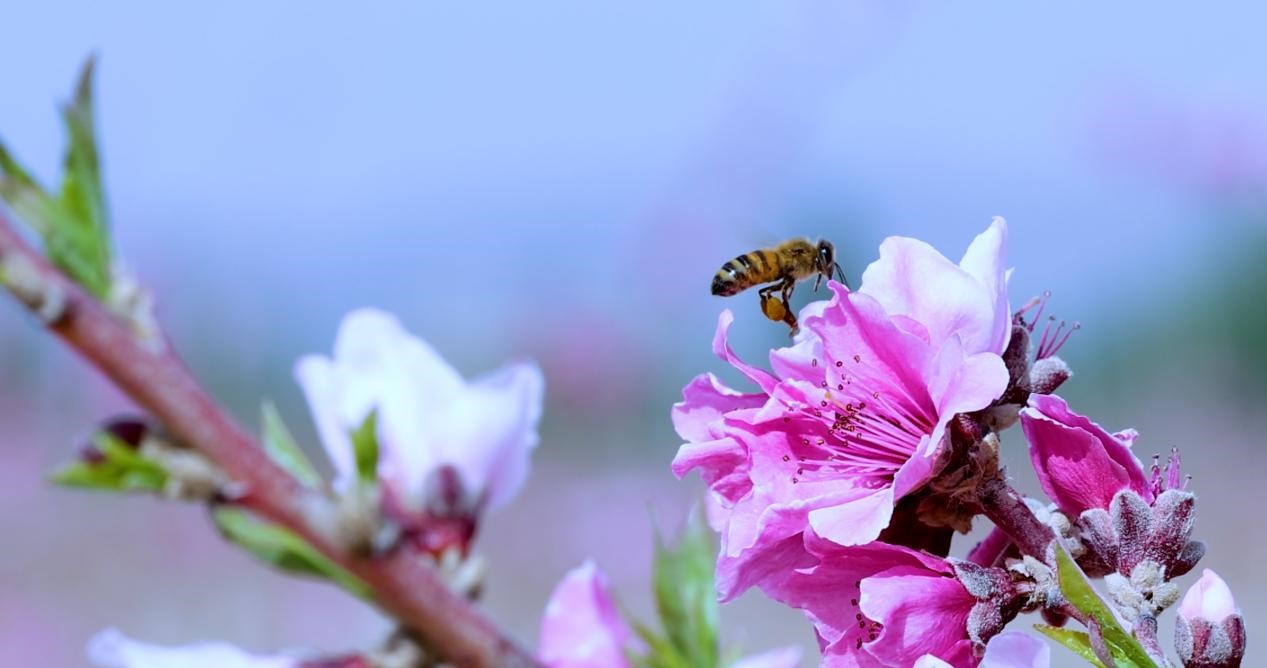 瓦克瓦克村盛開的桃花帶來了綠色生態。劉兆甲攝