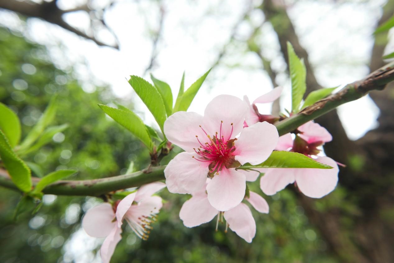 瓦克瓦克村桃花繁盛。劉兆甲攝