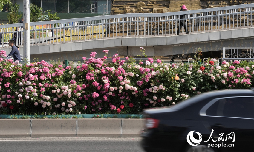 北京三環路的上的月季花隔離帶。人民網記者 王天樂攝