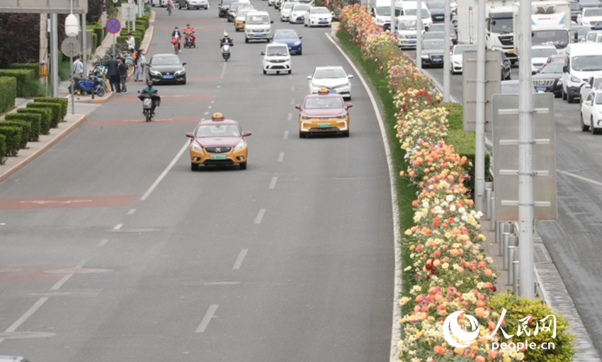 北京四環路的上的月季花隔離帶。人民網記者 王天樂攝