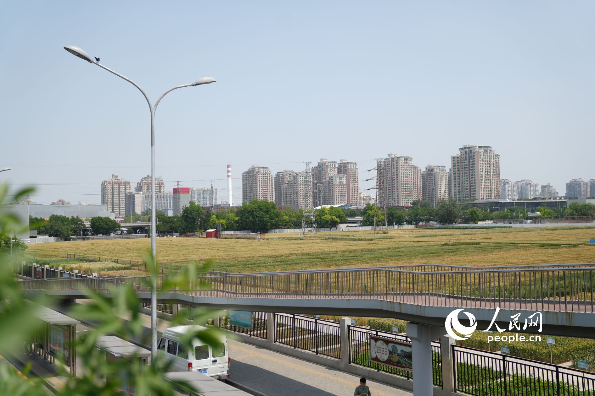 远眺北京“城市麦田”，丰收在望。人民网记者 王天乐摄
