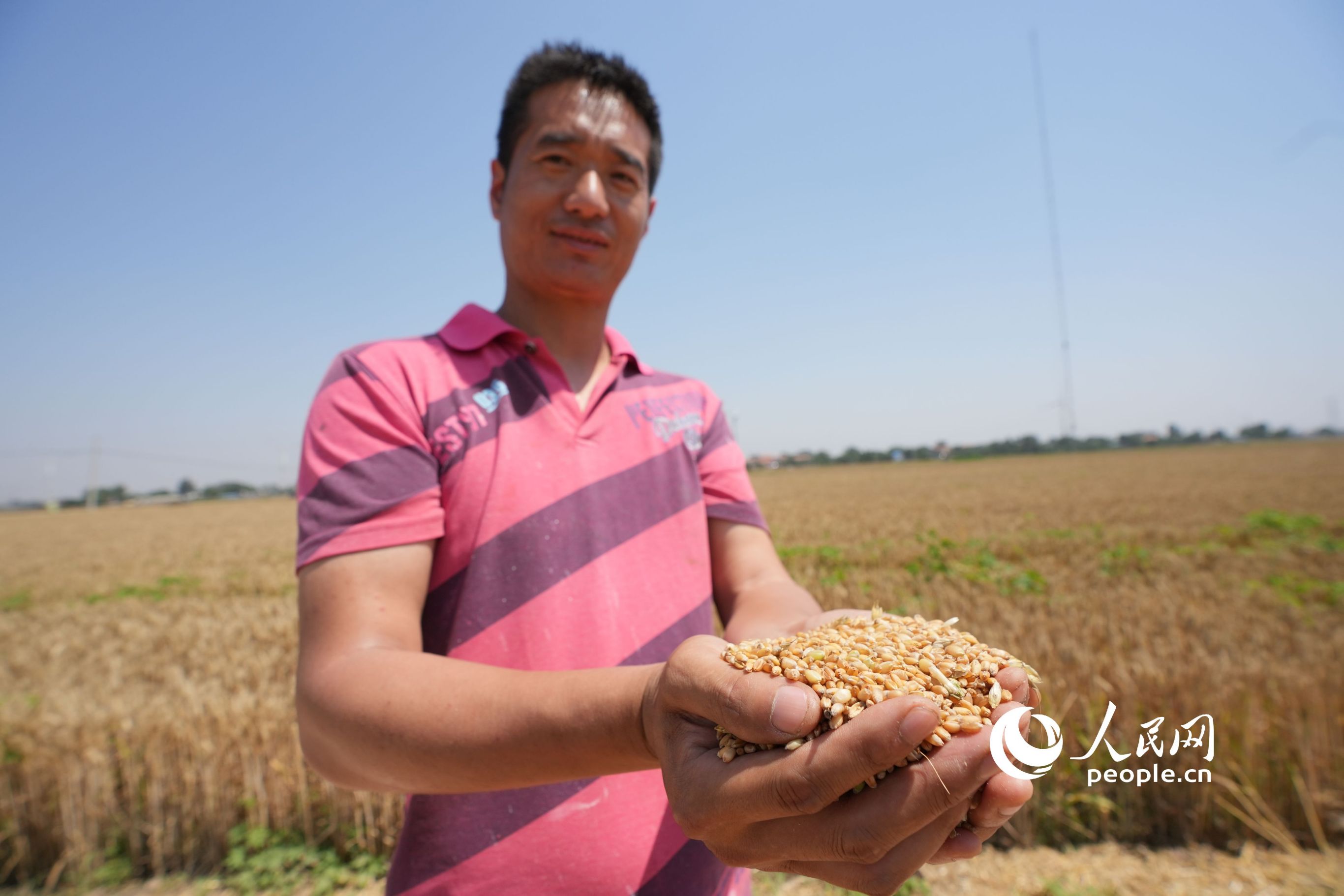 種糧農民手捧剛收獲的小麥。人民網記者 王天樂攝