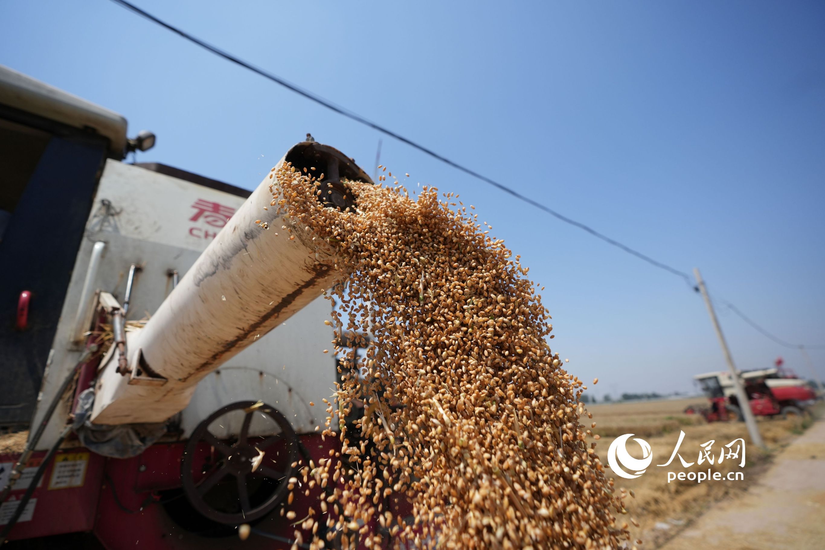 河南省滑縣的小麥迎來豐收。人民網記者 王天樂攝