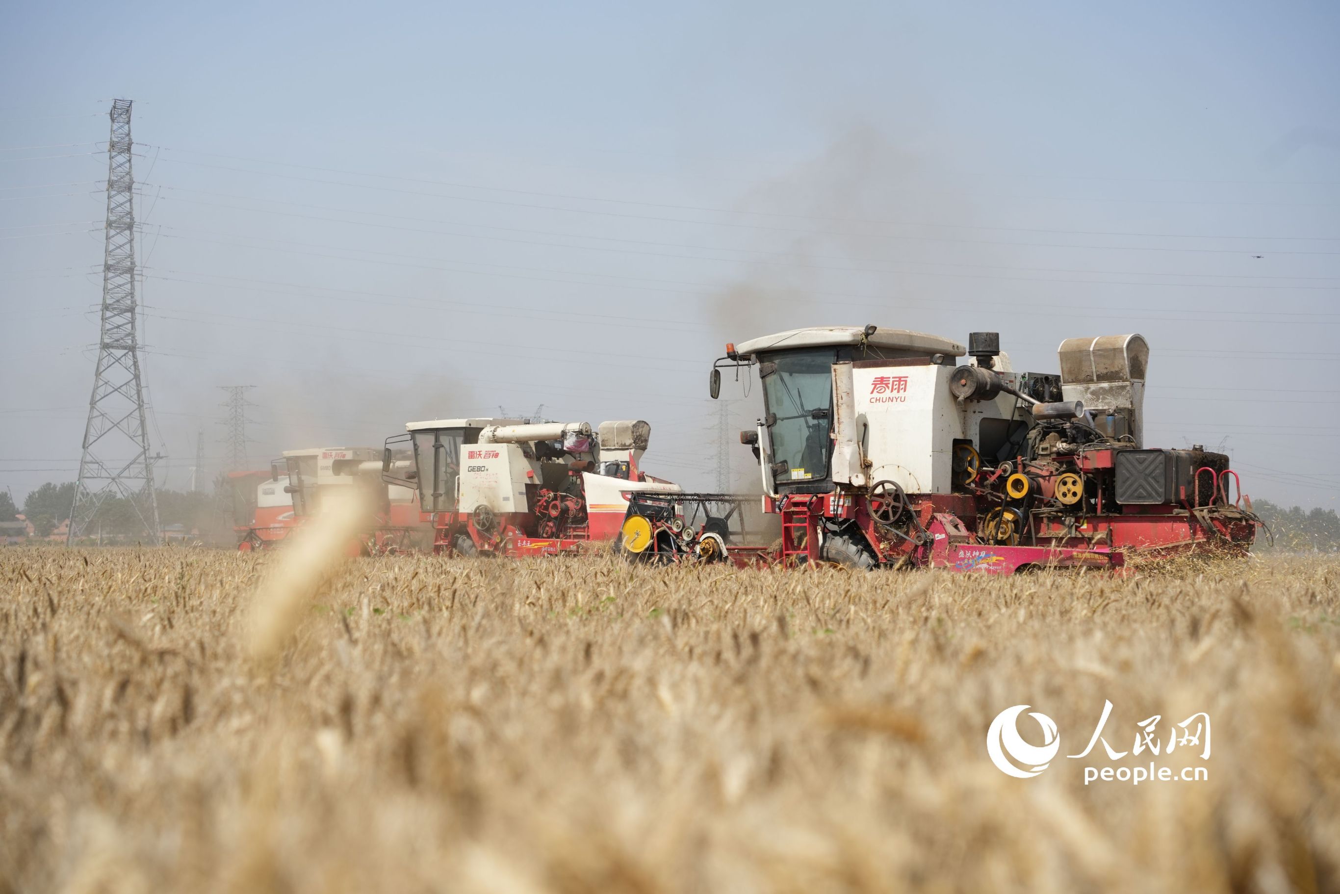 芒種時節，河南省滑縣的小麥開鐮收割。人民網記者 王天樂攝