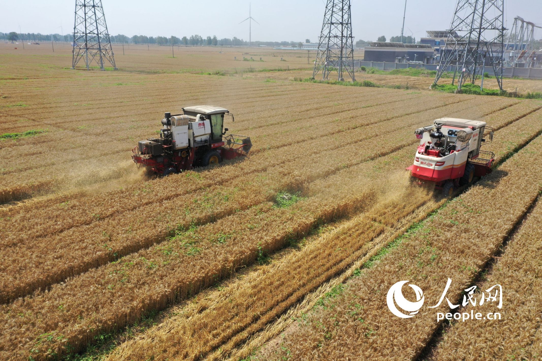 芒種時節，河南省滑縣的小麥開鐮收割。人民網記者 王天樂攝