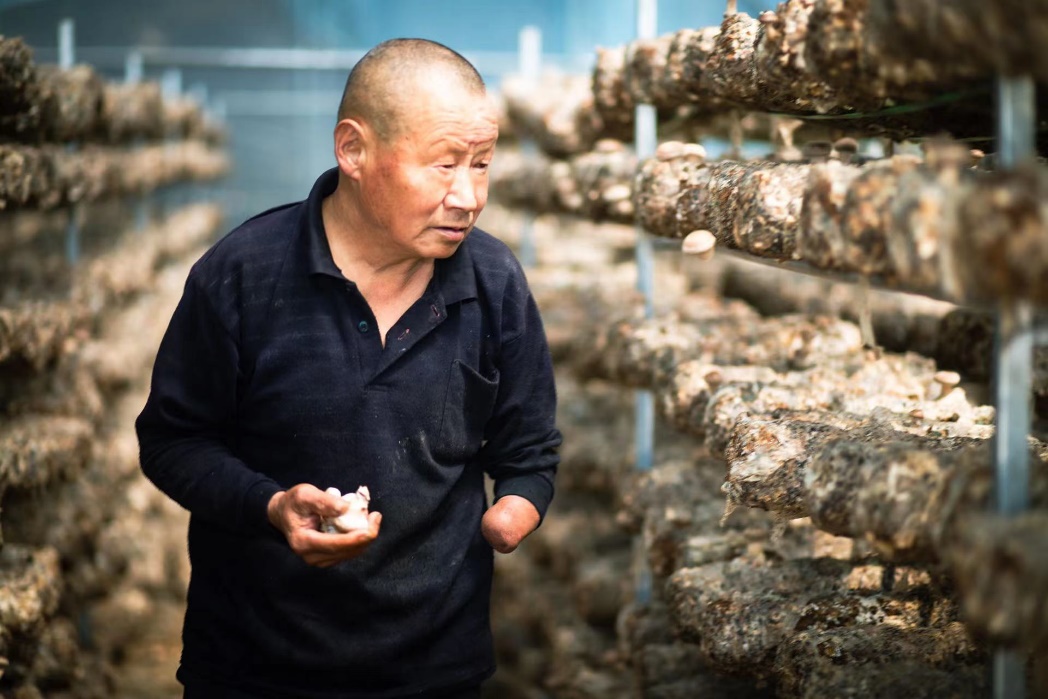 柳林村村民老刘正在采收香菇。来源：受访方供图