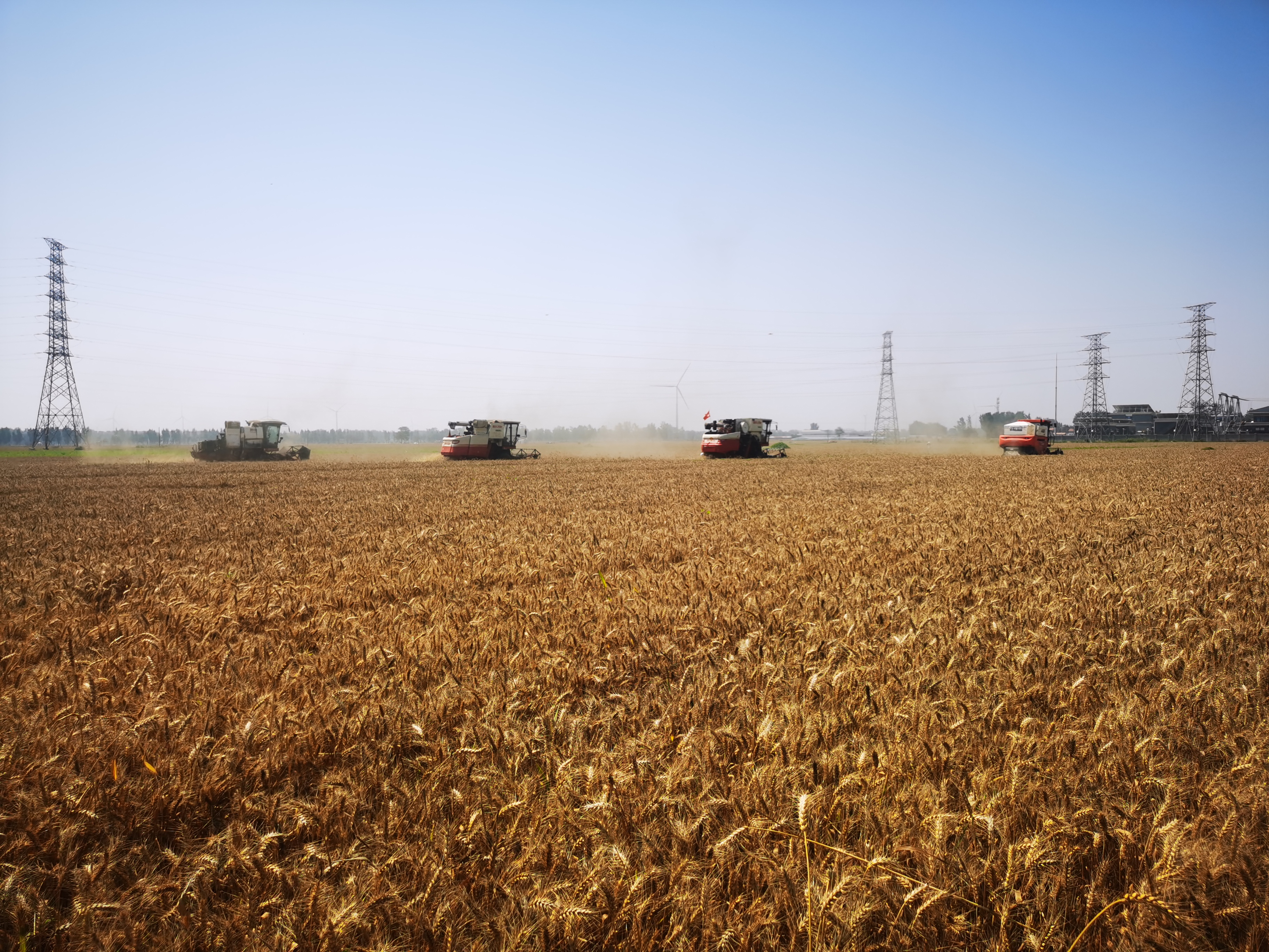 近日,河南省滑县杜庄村的1900亩小麦迎来了开镰收割。人民网记者 李栋摄