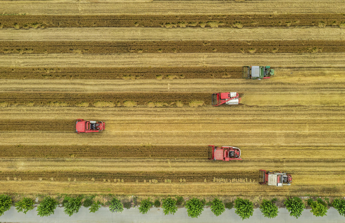 近日,山东省济宁市兖州区小孟镇的小麦迎来了开镰收割。杨国庆摄