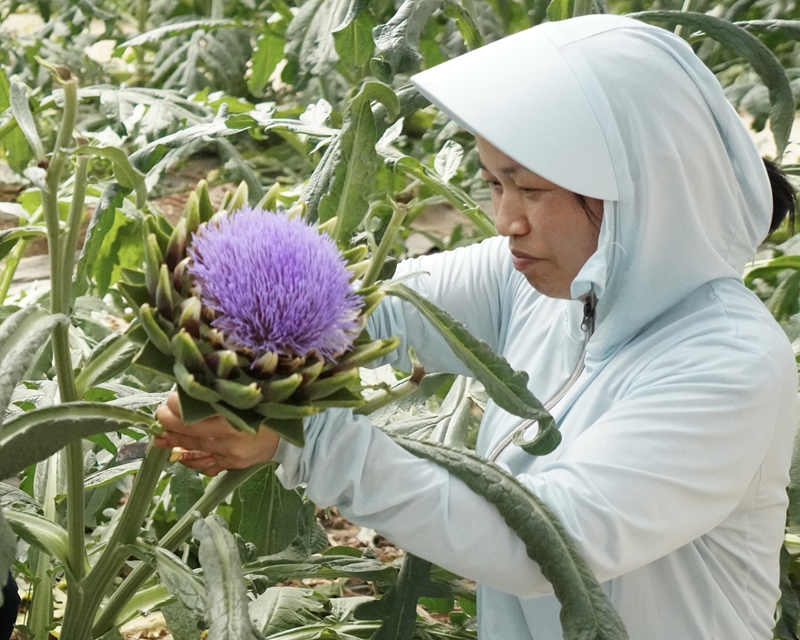 湖南省常德市的朝鮮薊產業有效帶動周邊戶農戶增收。受訪者供圖