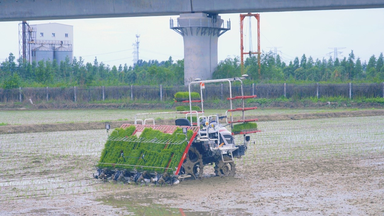 加裝北斗終端的無人插秧機在田地耕作。受訪者供圖