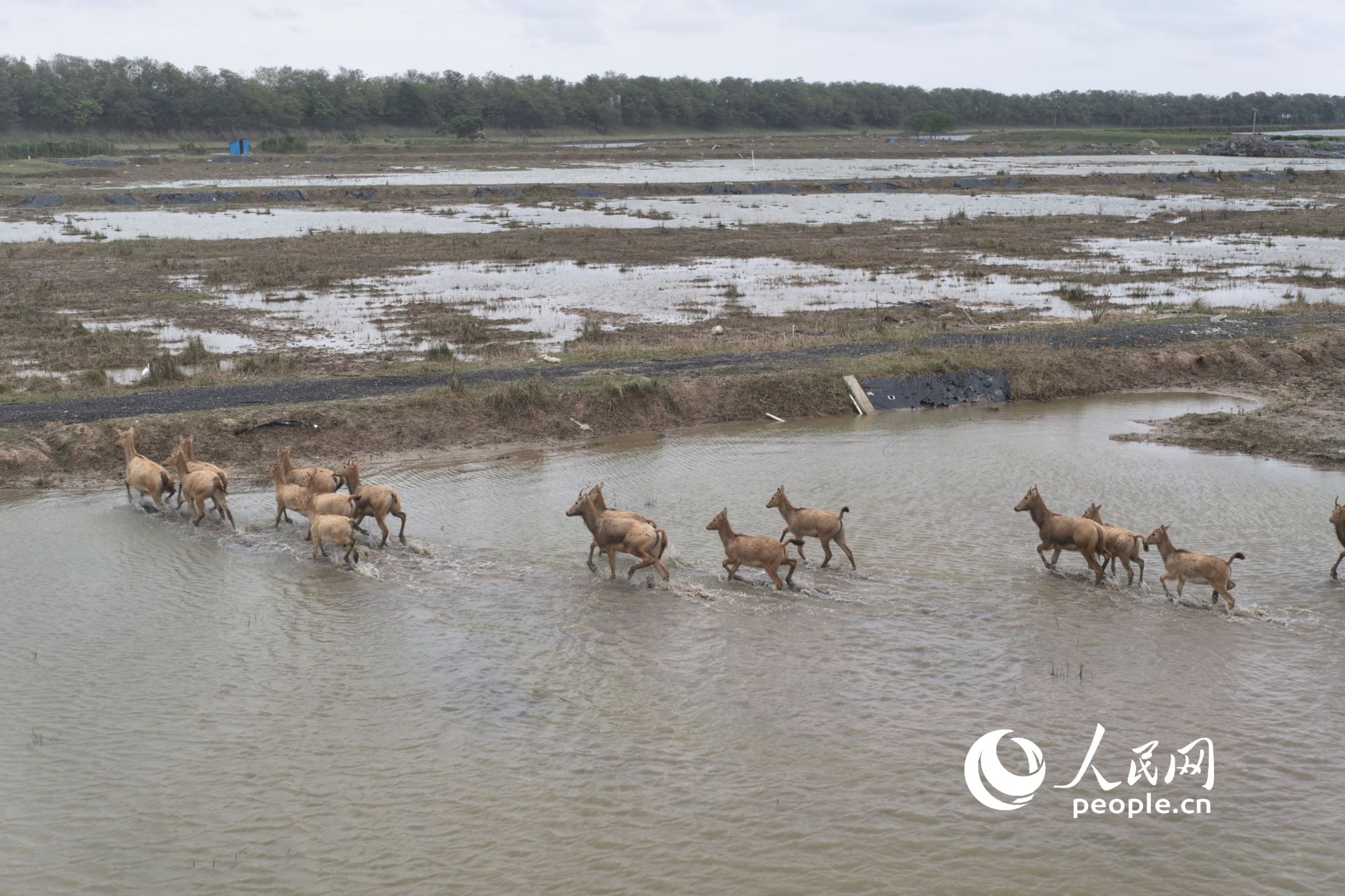 野生麋鹿群（无人机照片）。人民网记者 王天乐摄