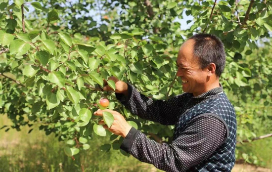 彭阳县当地群众种植红梅杏。翔安区乡村振兴办供图
