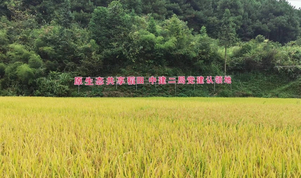 中建二局認領的原生態共享稻田。（受訪者供圖）