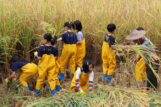 孩子们在稻田中体验割稻。受访者供图