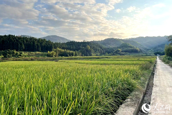 “改造”后的稻田。人民网记者 林盈摄