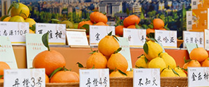 四川青神：一顆柑橘如何串起三次產業？