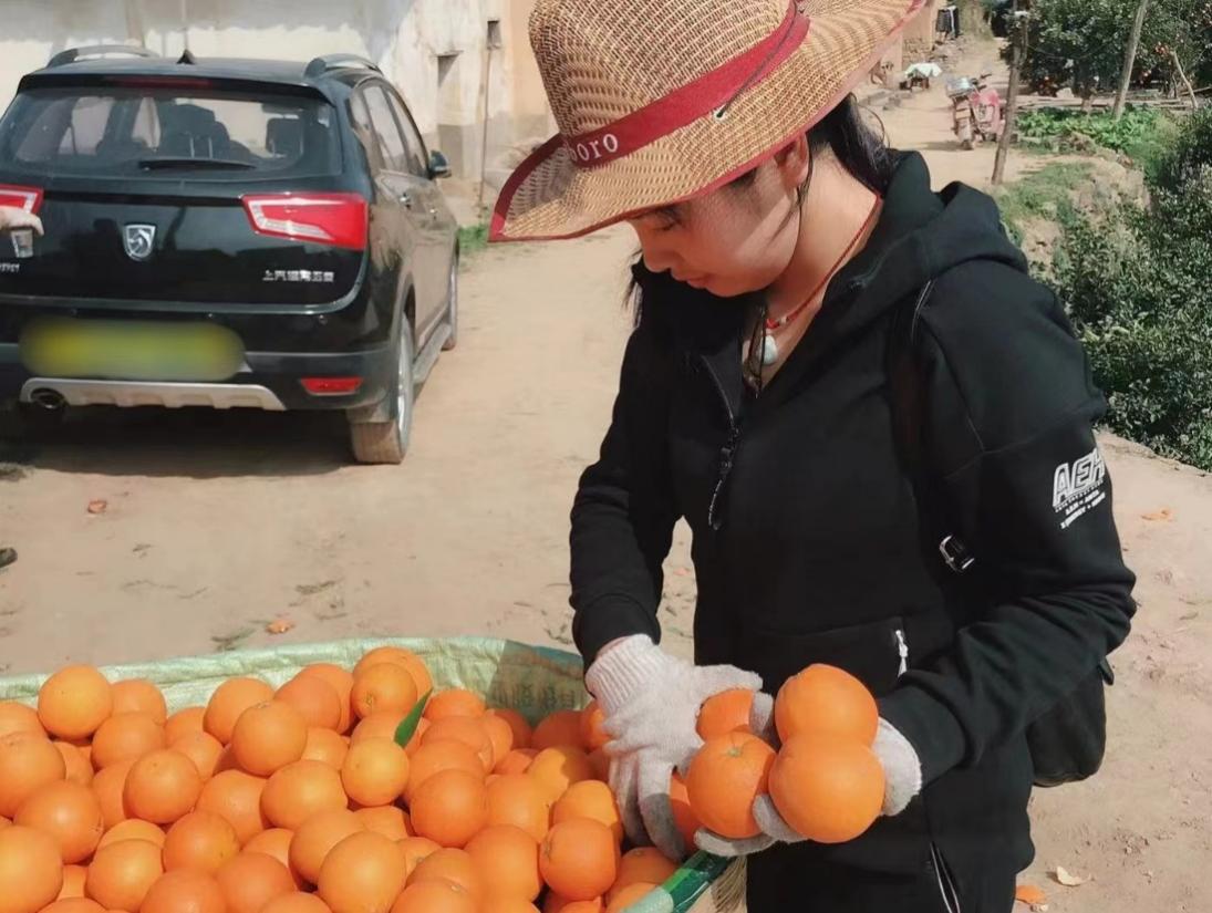 在果园采摘橙子后徐娥正在进行初步筛选。受访者供图