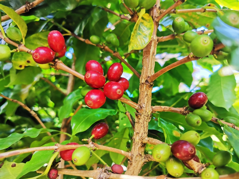 小凹子咖啡庄园内种植的咖啡果渐次成熟
。今年我们准备增加游览咖啡科普讲解场次	。            <p style=