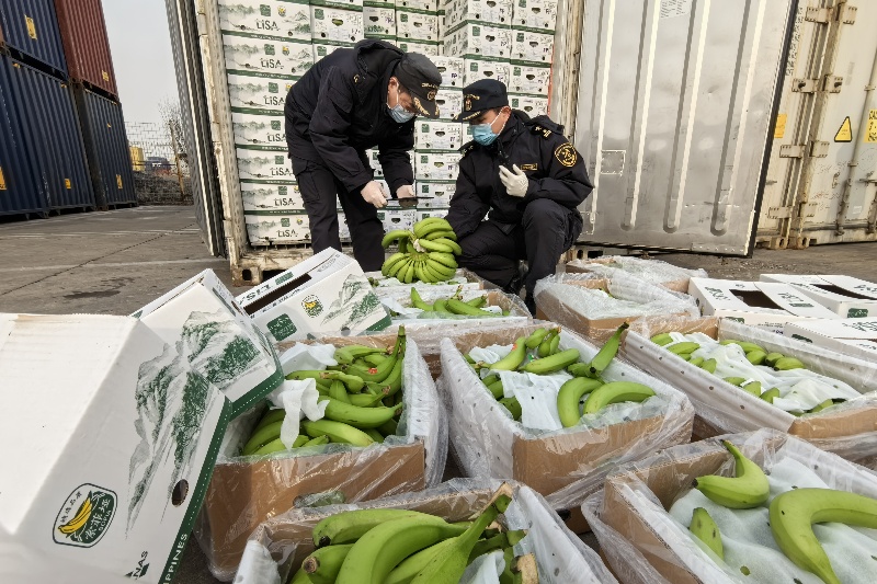 海关关员对进口香蕉进行现场查验。”天津新港海关查验一处副处长吴汉国说。</p><p style=
