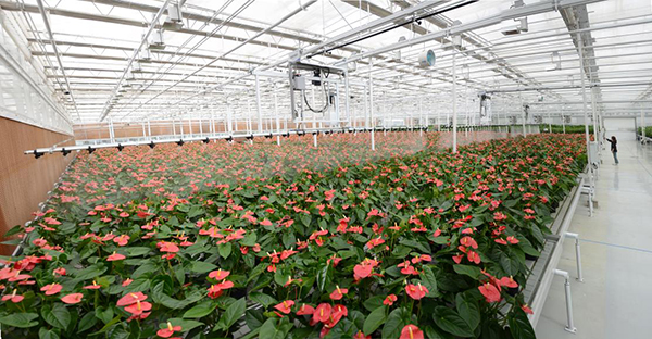 智能化温室花卉种植基地。也可以干干净净。感受到一些与品质生活息息相关的产业信心十足
�，张文静摄