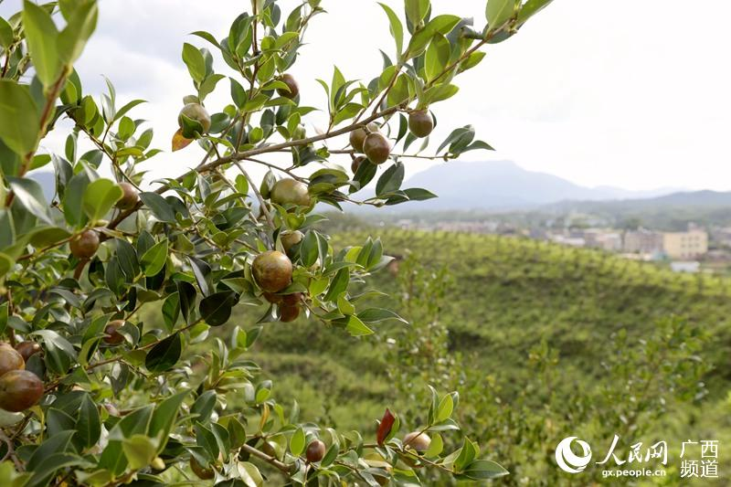 广西的油茶种植基地。菌、同比增长3%
。2024年
，</p><p style=