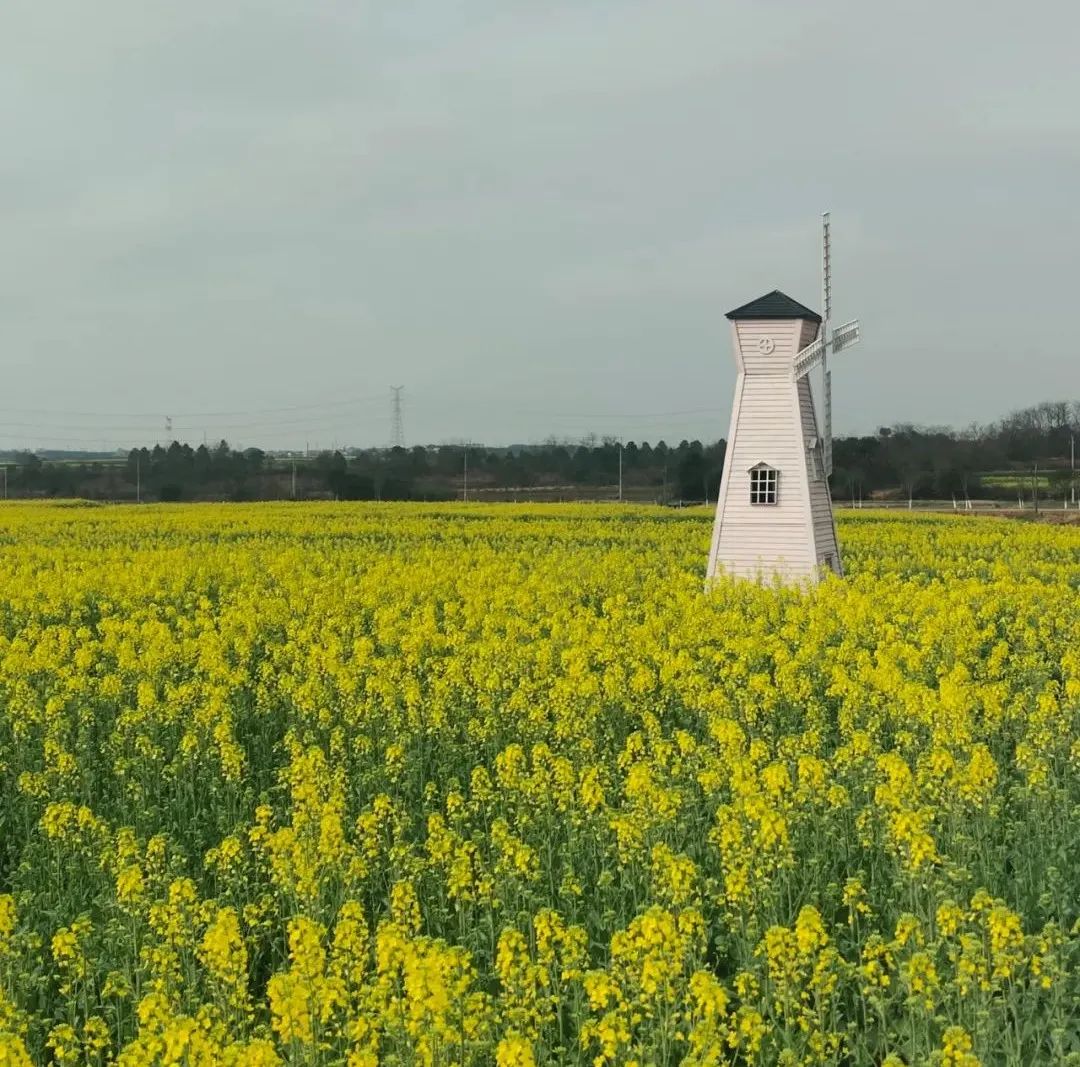 江西省南昌市，金花公園百畝油菜花已經普遍開放。圖片來源：中國氣象局