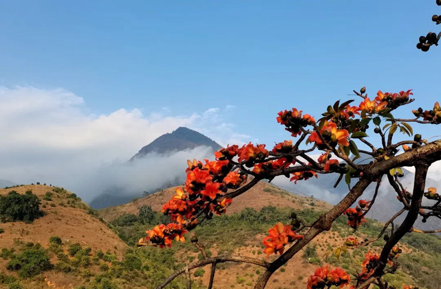 雲南省保山市的木棉花濃郁絢爛地開在山野中。圖片來源：中國氣象局