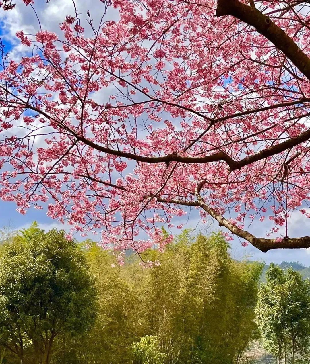 福建省漳平市，大自然的色彩發生了奇妙的“碰撞 ”。圖片來源：中國氣象局