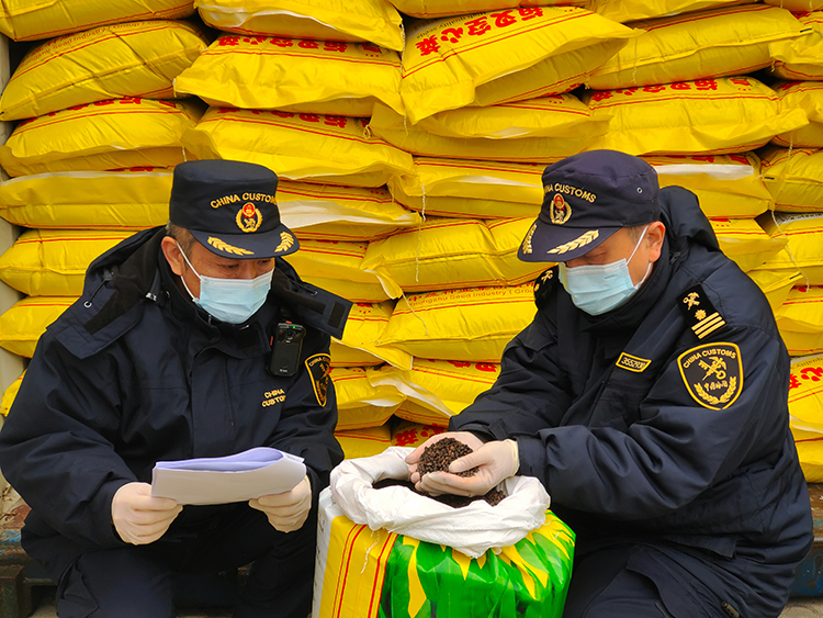 福州海關所屬馬尾海關關員對進口的蕹菜種子進行現場查驗。馬尾海關供圖