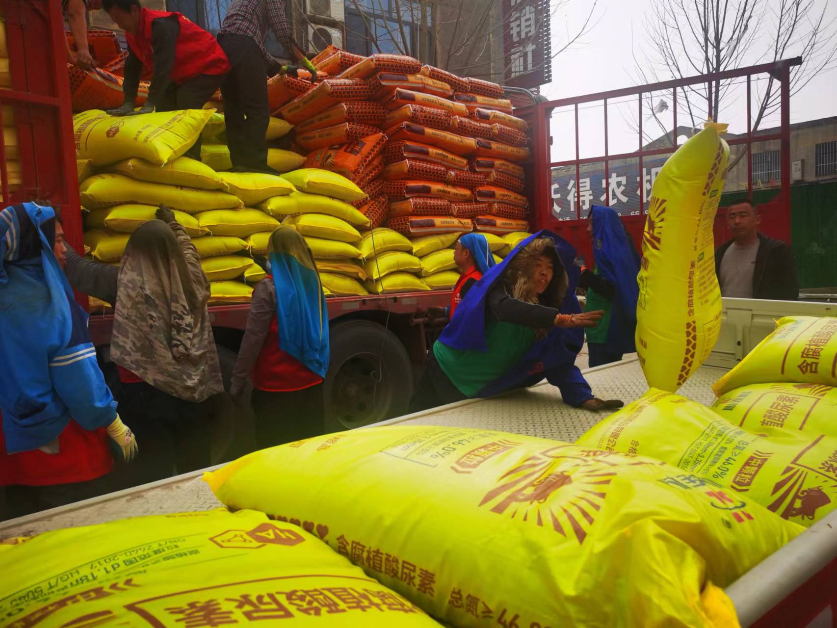 大名县城区供销社工人抓紧时间卸货，“现在的小麦已进入返青期，				<ins class=