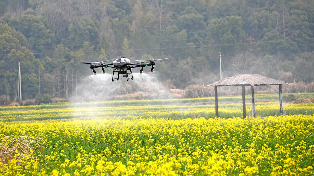 在浙江省台州市仙居縣油菜示范基地，植保無人機進行飛防作業。王華斌攝