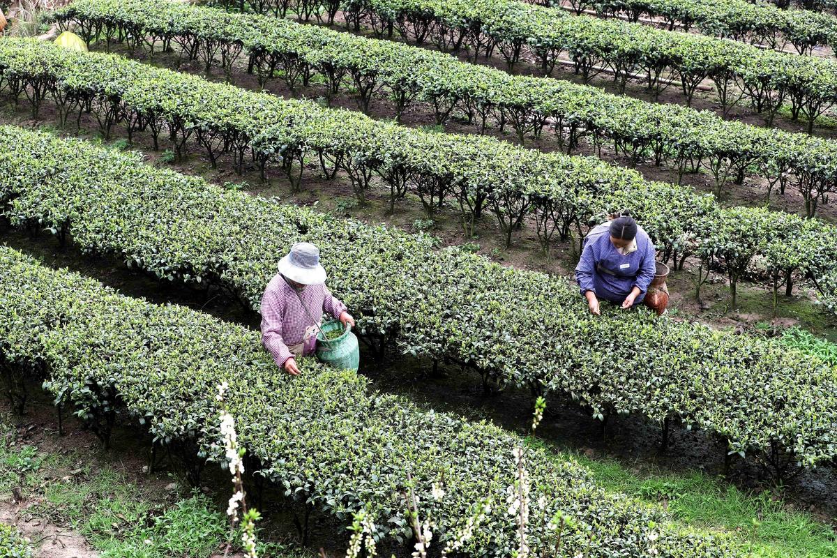 近日，貴州省榕江縣迎來春茶採摘季，村民忙著採茶供應市場。李長華攝