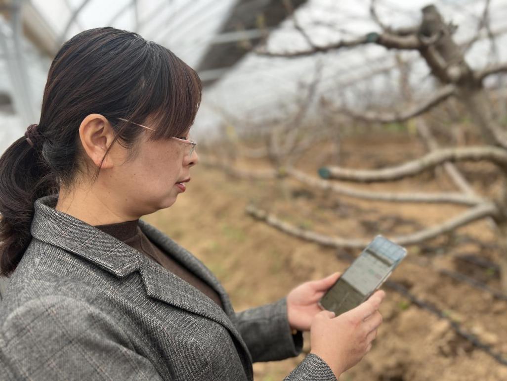 高梅芳展示智能化浇灌系统。“现在用手机APP就能查看灌溉情况。”</p><p style=