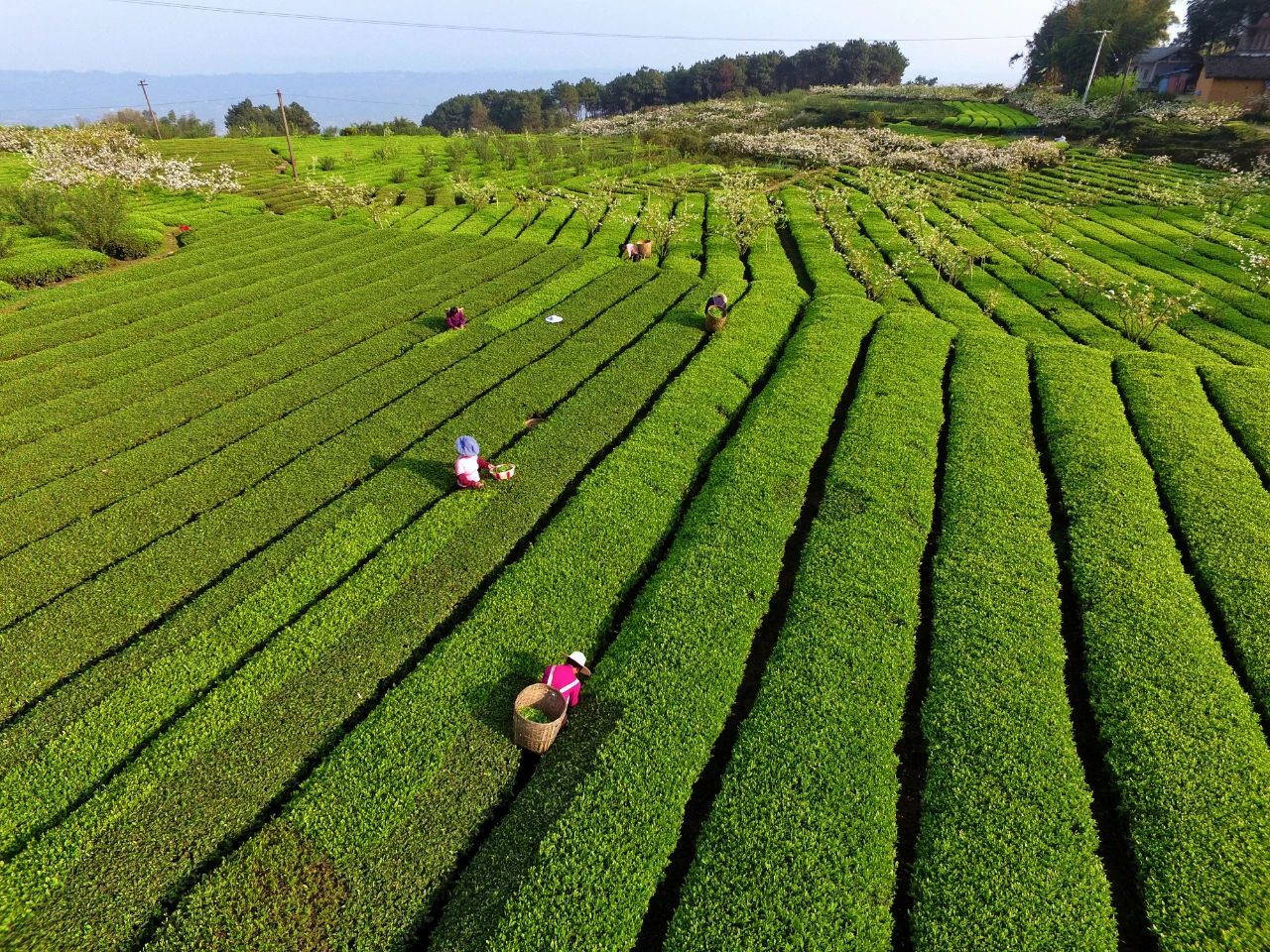 重慶市璧山區三合鎮二郎村村民正在採摘春茶。圖片來源：中國氣象局