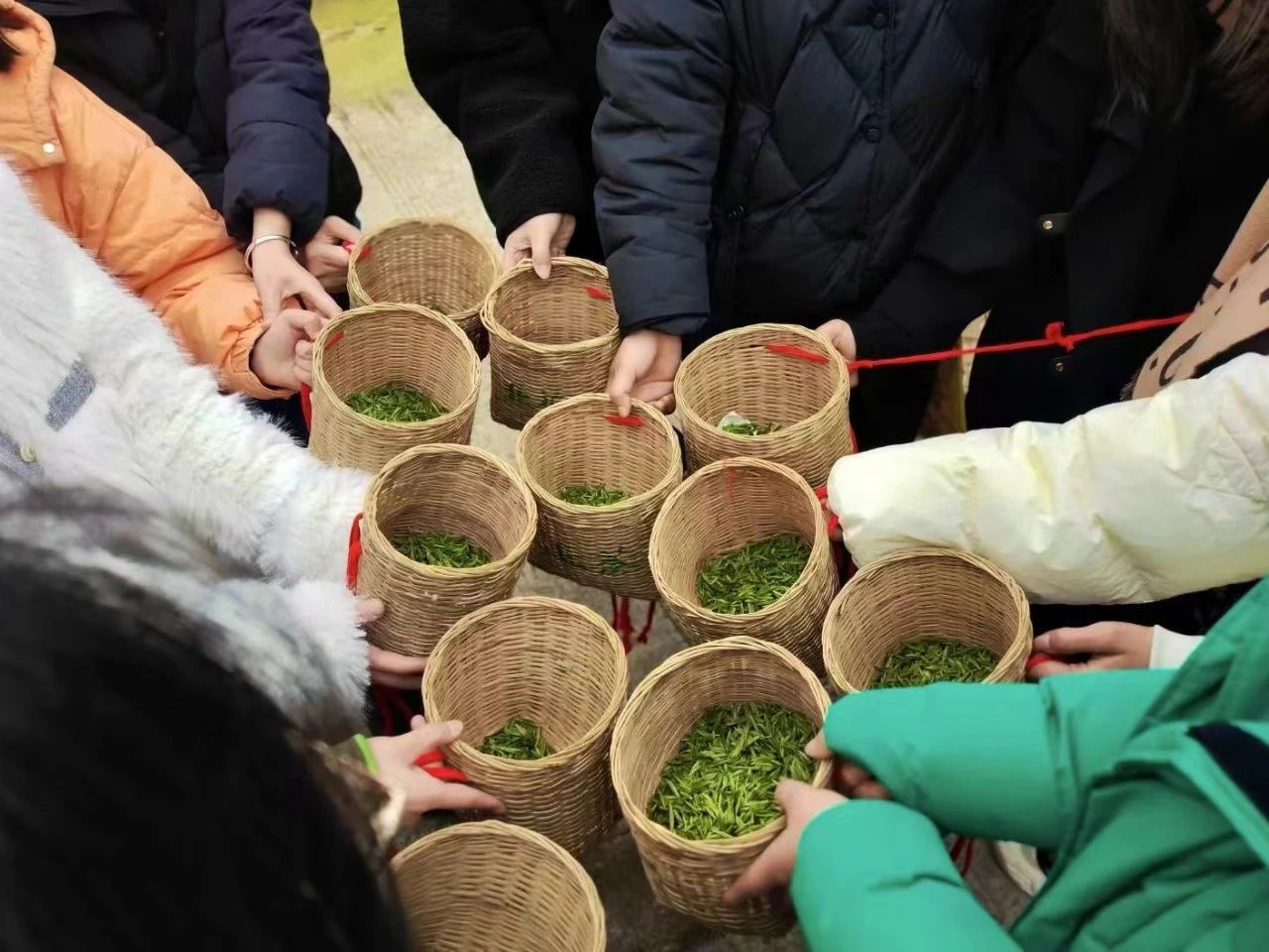 重慶市璧山區三合鎮二郎村村民採摘的春茶。圖片來源：中國氣象局