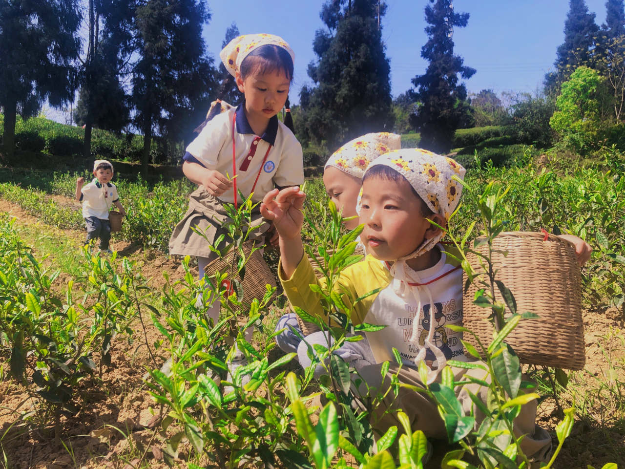 重慶市巴南區惠民街道內，小朋友正在採摘春茶。圖片來源：中國氣象局