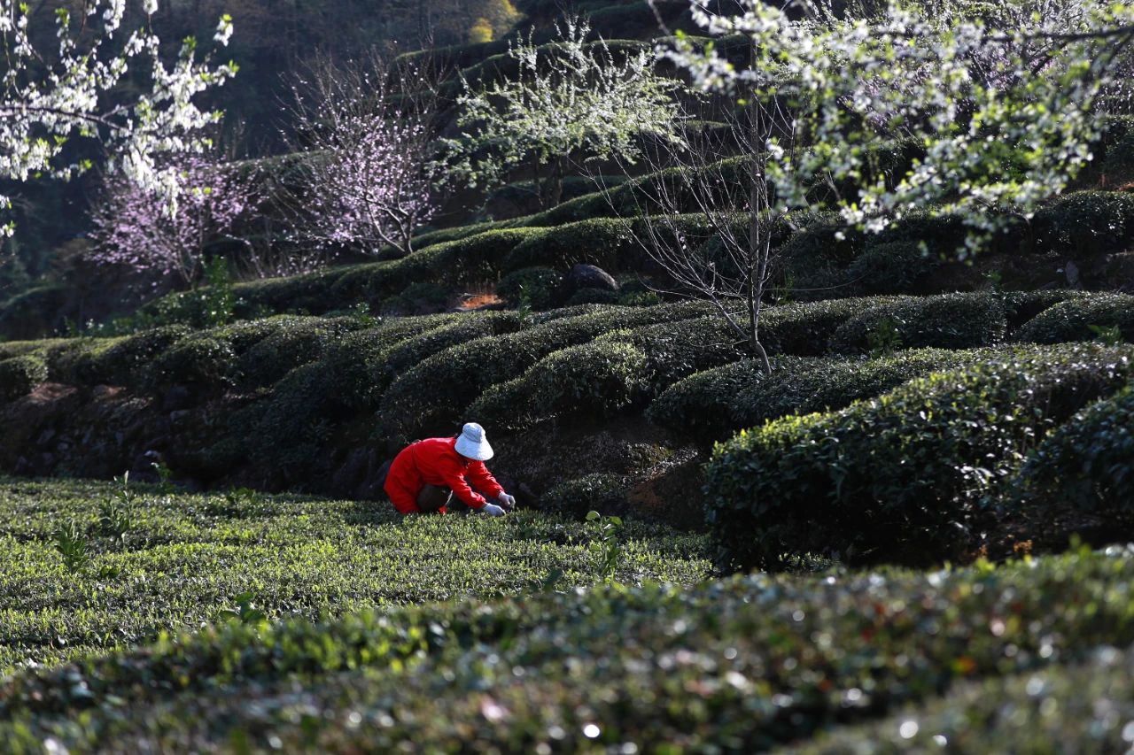 湖北省宜昌市秭歸縣茶葉全面進入採摘期，當地茶農利用晴好天氣搶採春茶。圖片來源：中國氣象局