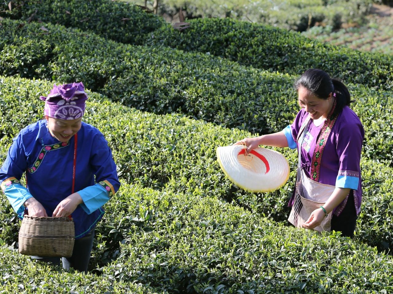 湖北省恩施土家族苗族自治州芭蕉侗族鄉楓香坡茶園的茶農們正在採摘恩施玉露。圖片來源：中國氣象局