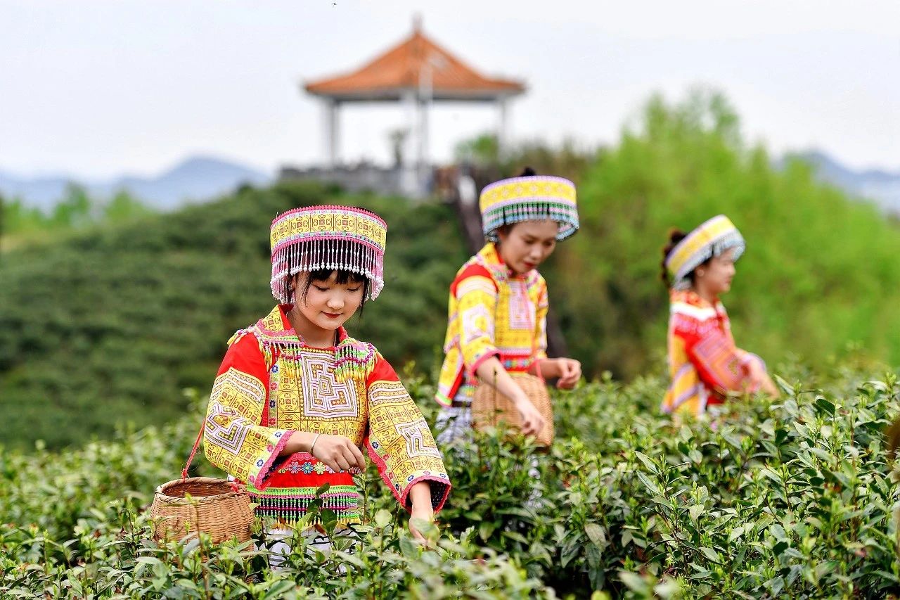 貴州省貴陽市觀山湖區神鵲茶廠內，姑娘們“盛裝”採茶。圖片來源：中國氣象局