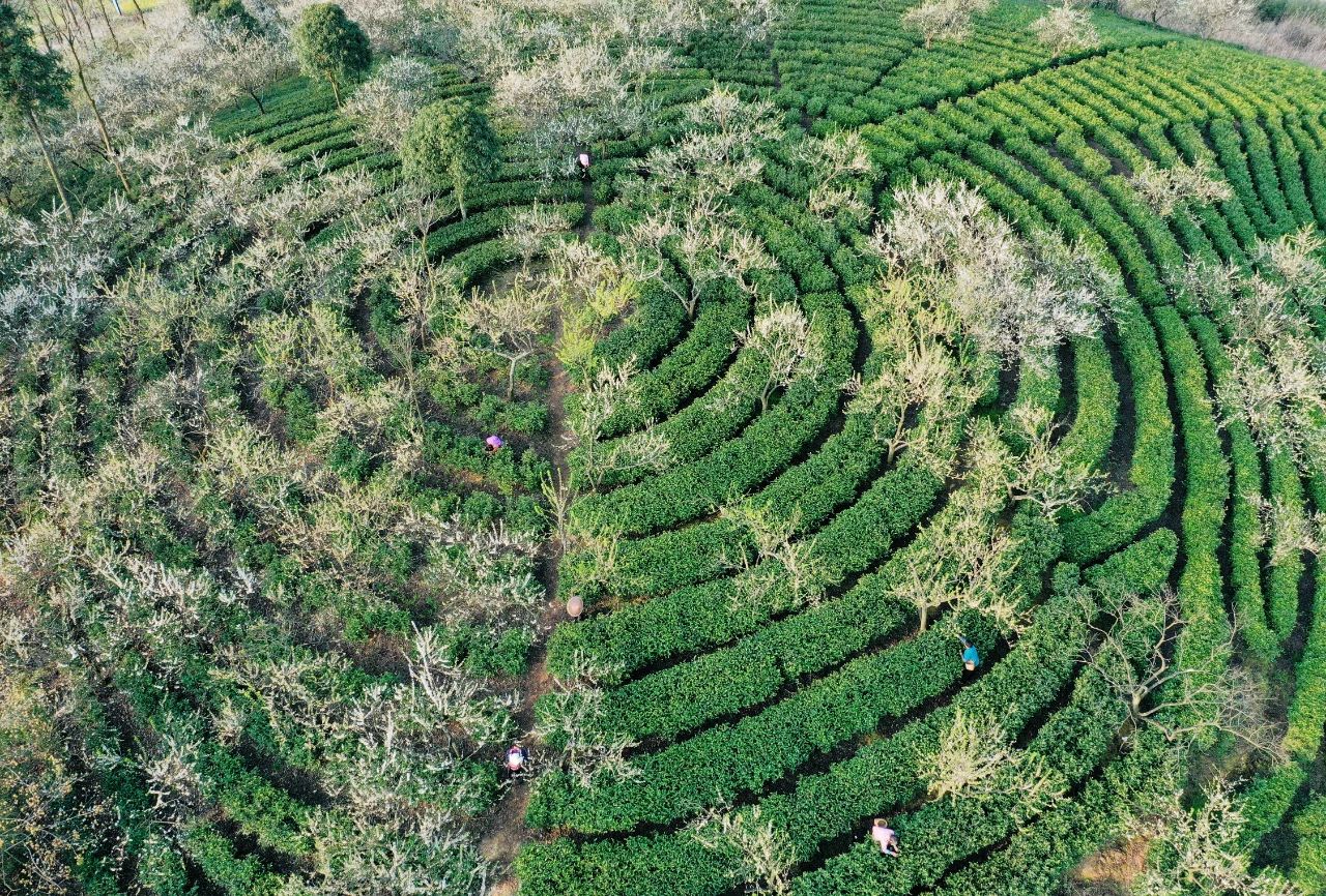 福泉市陸坪鎮福興村村民正在茶園內採摘春茶。圖片來源：中國氣象局